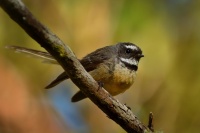 Pavik popelavy - Rhipidura fuliginosa - Fantail - piwakawaka 4184